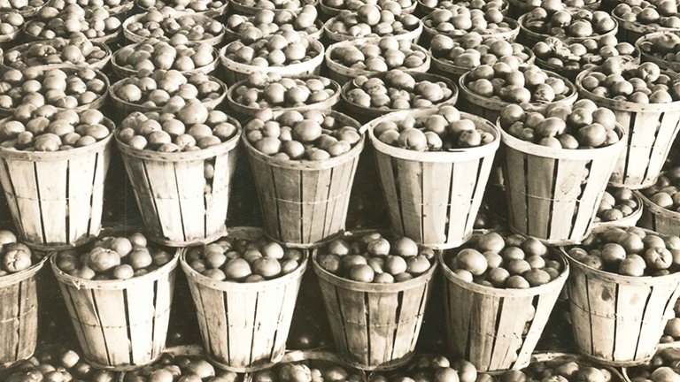 Harvested tomatoes stacked on the farm in New Jersey 