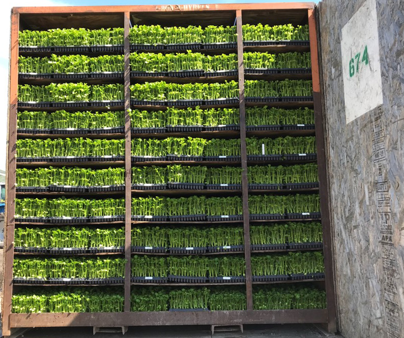 Young Celery Plants