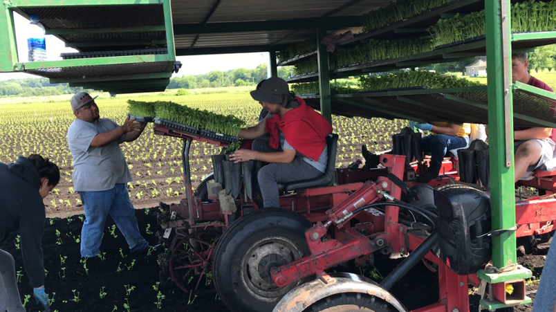Transplanter