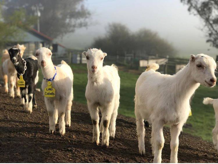 goat farm