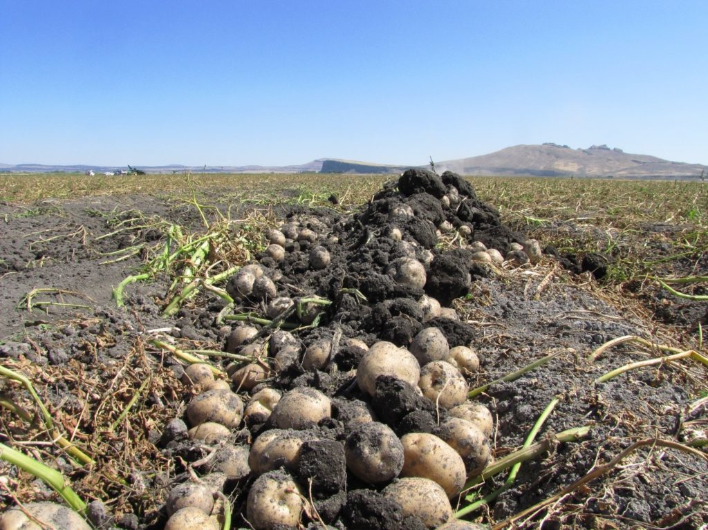 potatoes in field