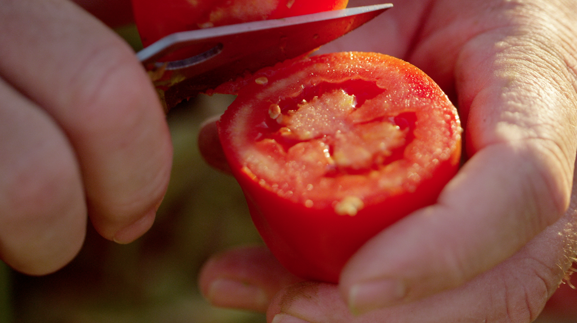 |Tomato harvest Campbell|||||Tomato Jarring