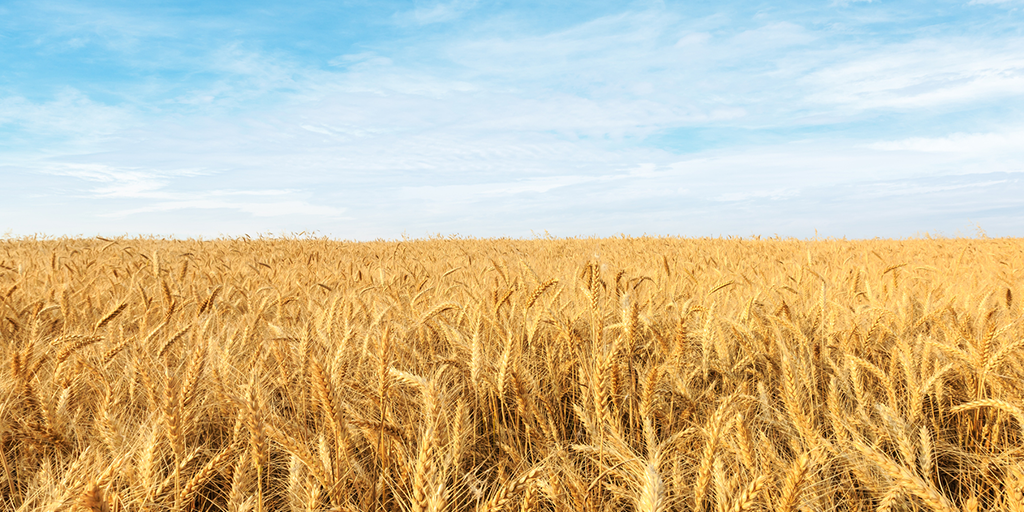Wheat field