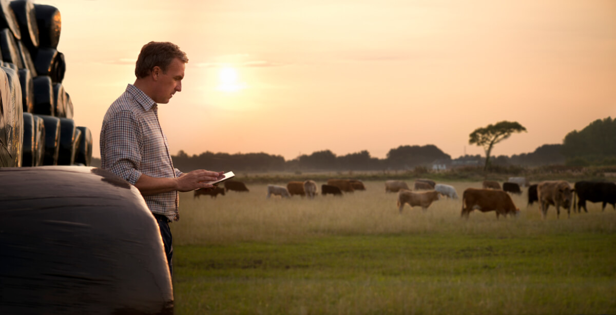 Man on phone with field and cows in background