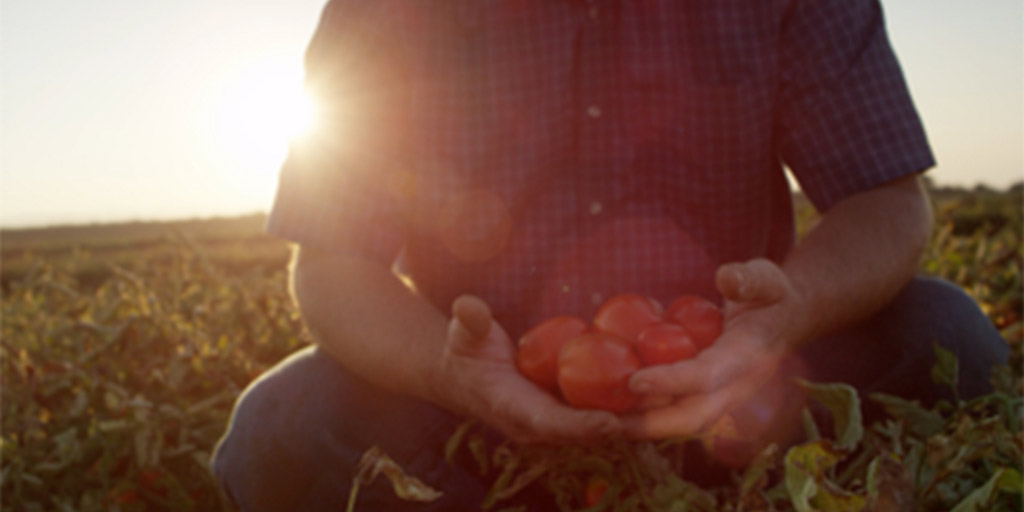 man holding tomatoes in field