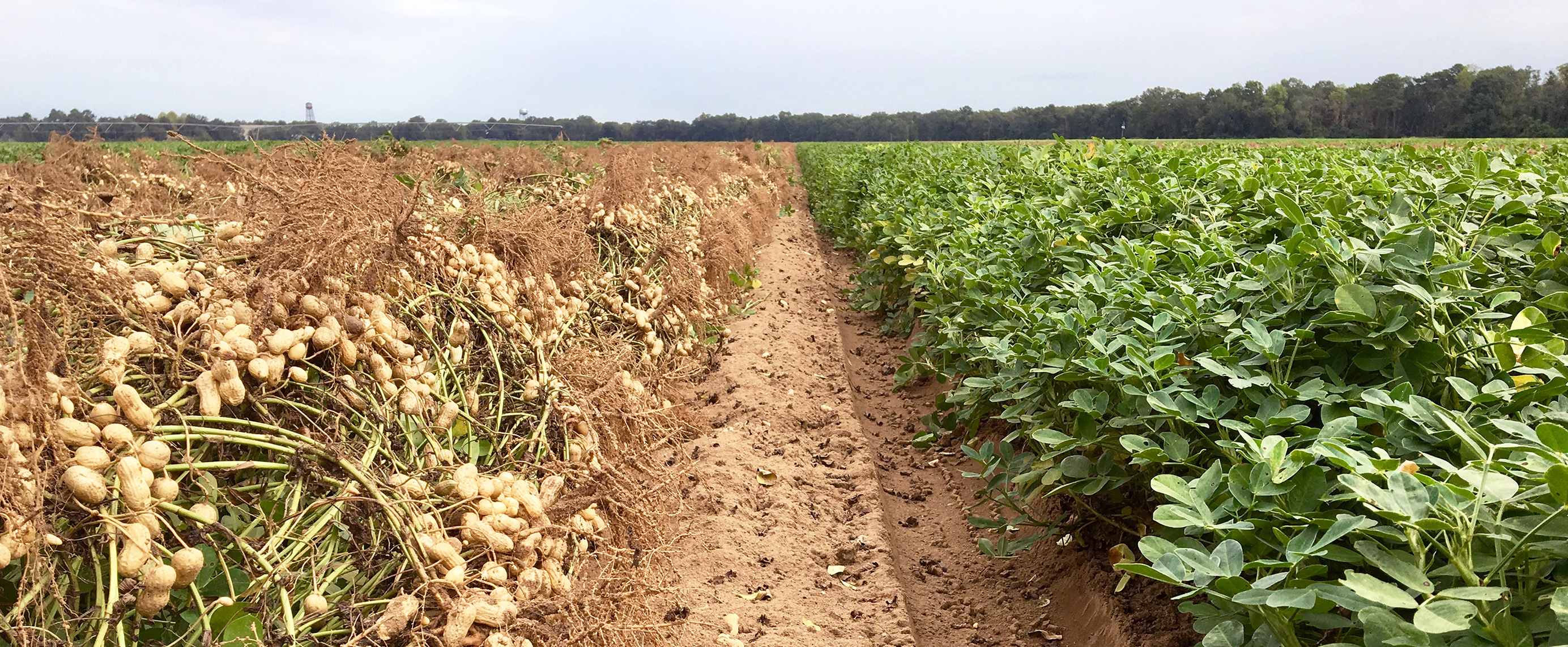 peanut farm