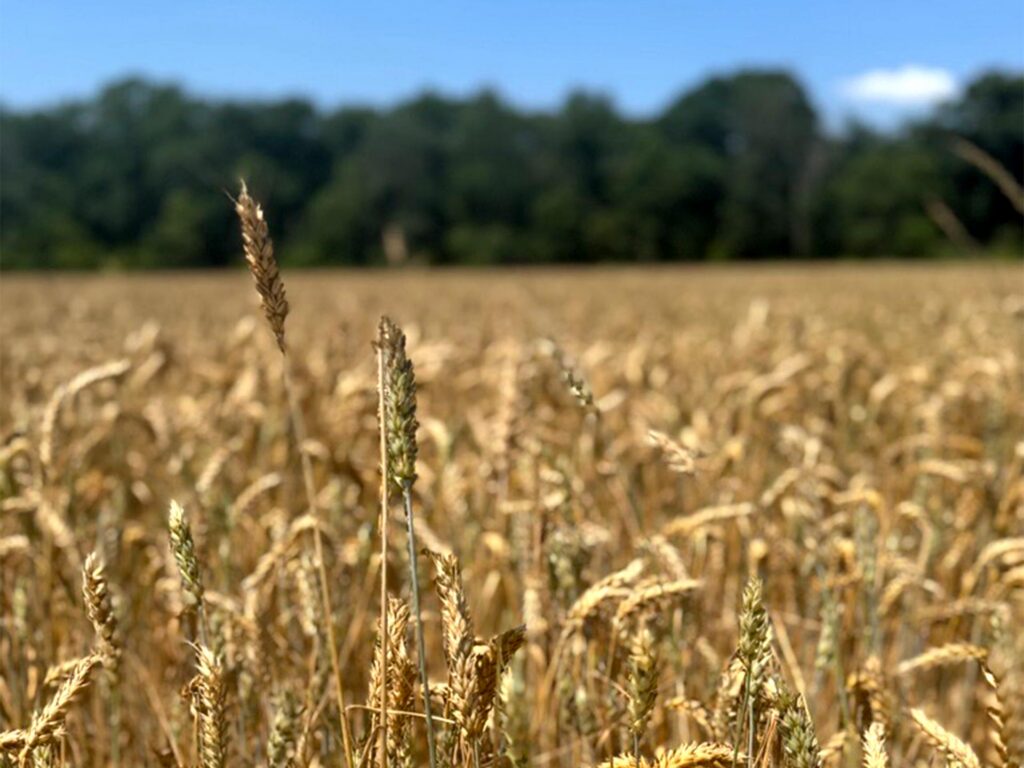 Wheat growing in a farm field.